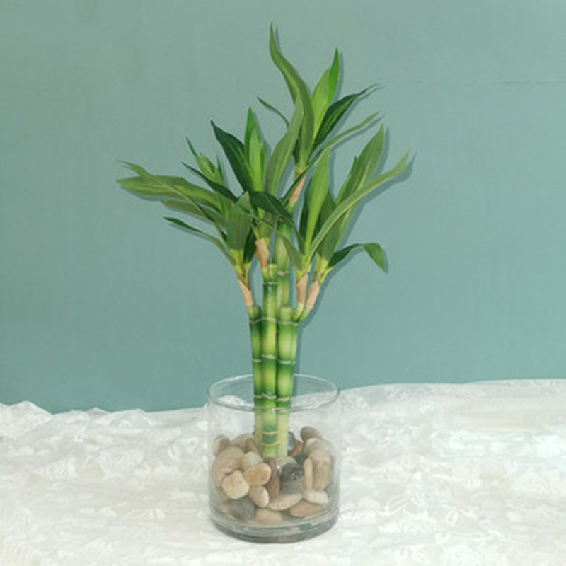 Aquarium Marine Plants - Nuovo 40 cm rFtificial Lucky Bamboo