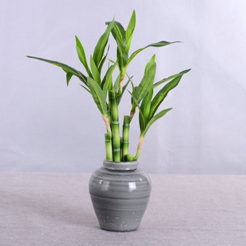 Nuovo 40 cm rFtificial Lucky B - Aquarium Marine Plants recensione e prezzo