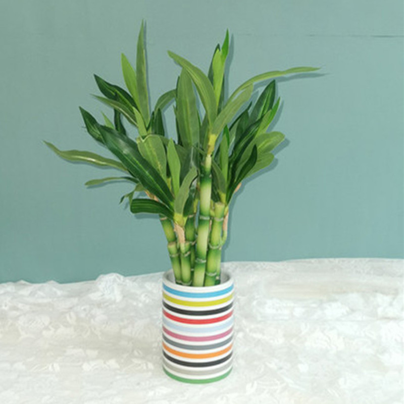 Nuovo 40 cm rFtificial Lucky B - Aquarium Marine Plants recensione e prezzo