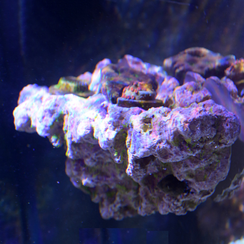 Vastocean Acquario Magnetico C - Aquarium Marine Rock recensione e prezzo