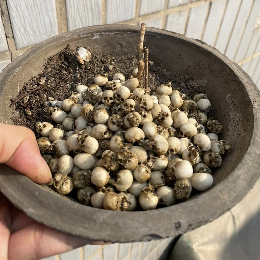 Mini teschio modello in miniat - Aquarium Marine Plants recensione e prezzo